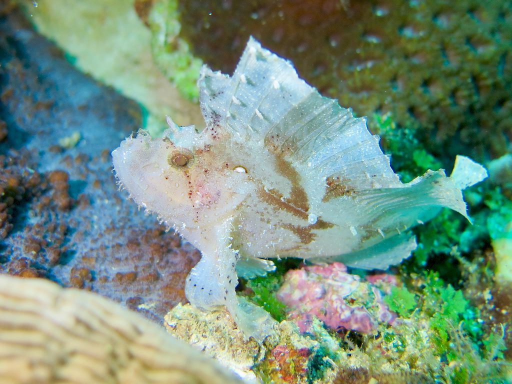 Un poisson frog fish blanc lors d'une plongée à Mayotte