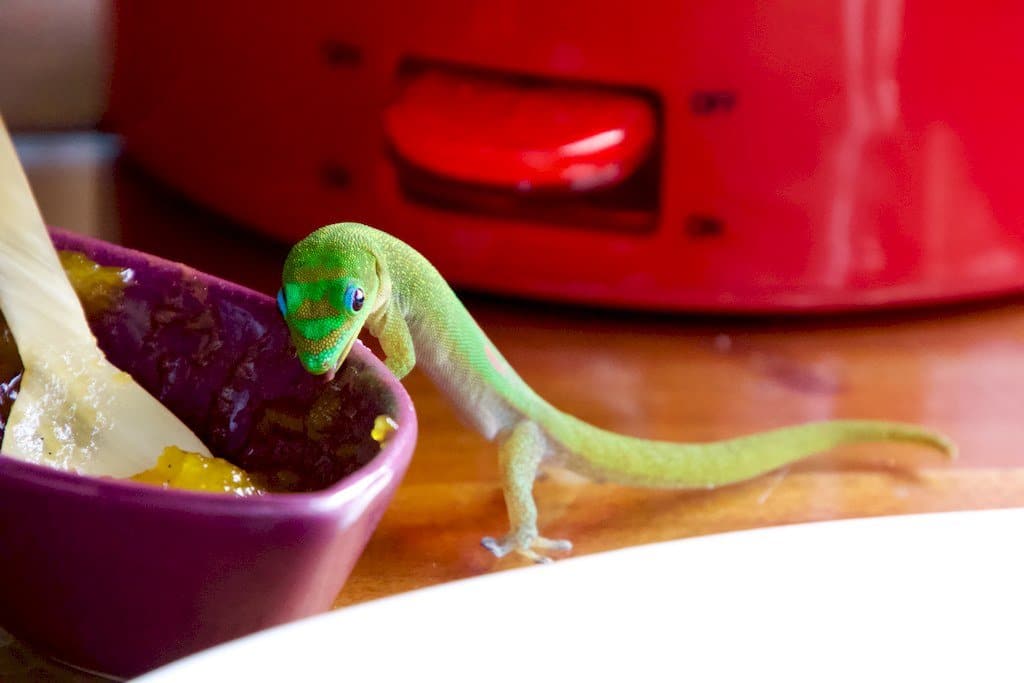 Un petit lézard vert vient repêcher le pot de confiture au Relais Forestier à Mayotte.