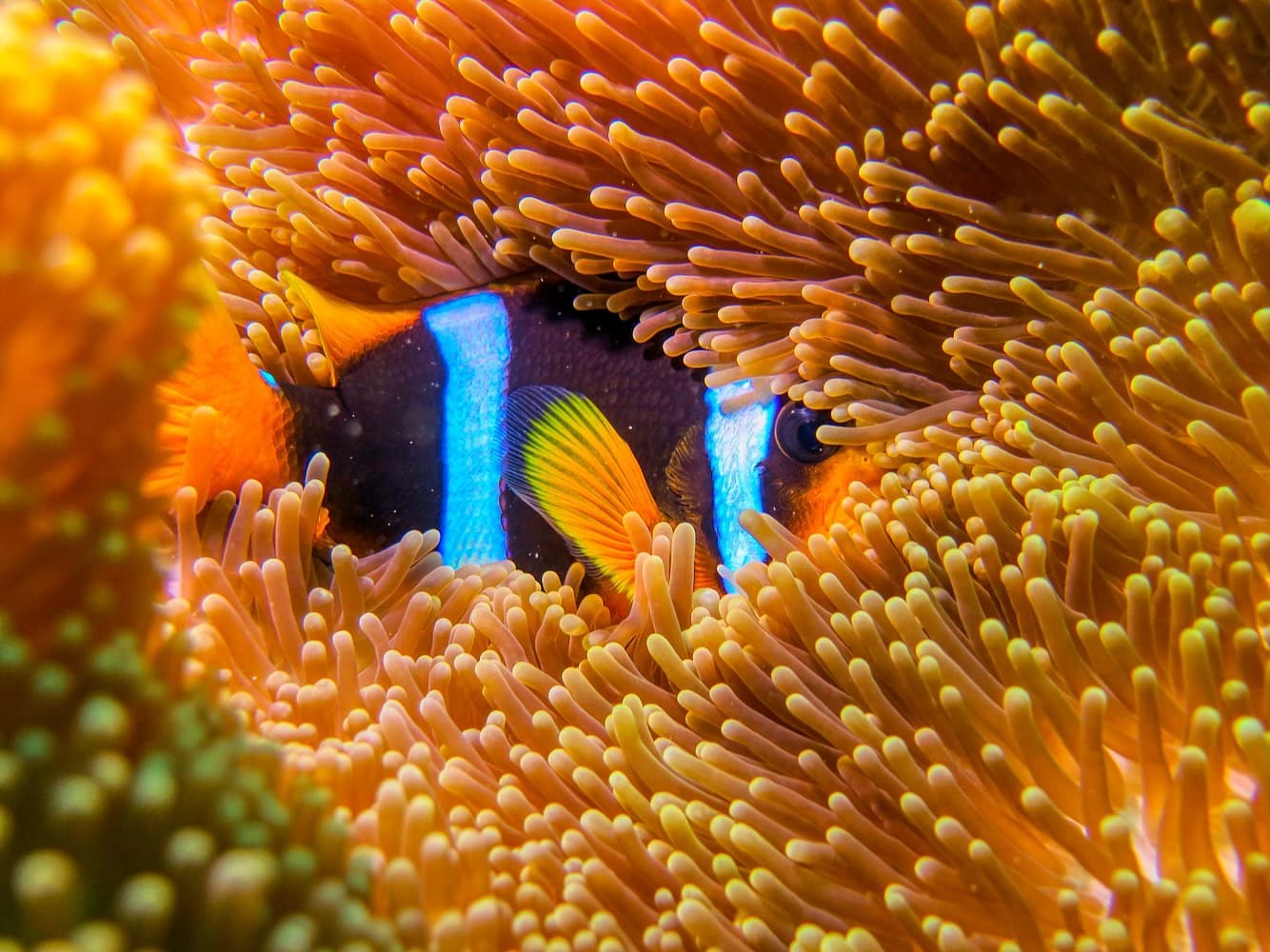 Poisson Clown Est Il Vraiment Si Drole Different Dive