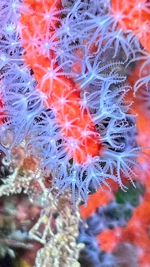 Le corail rouge bien visible en Sardaigne