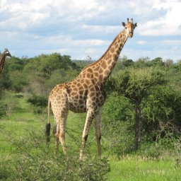 Diffuse Diffuse Is A Graphical Tool For Comparing And Merging Text - Classic Sunset Pattern - Desktop