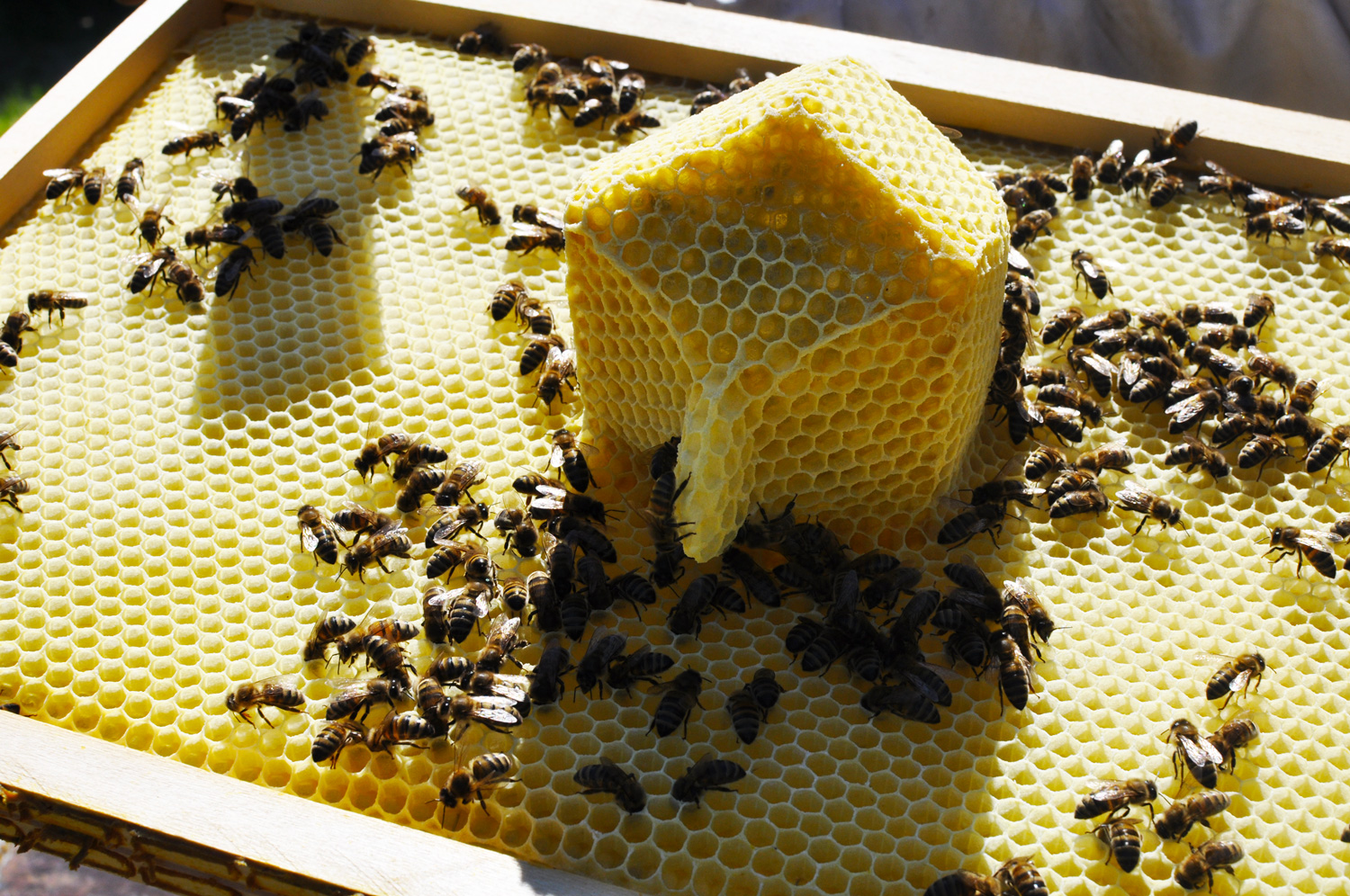 Luce Moreau LES PALAIS