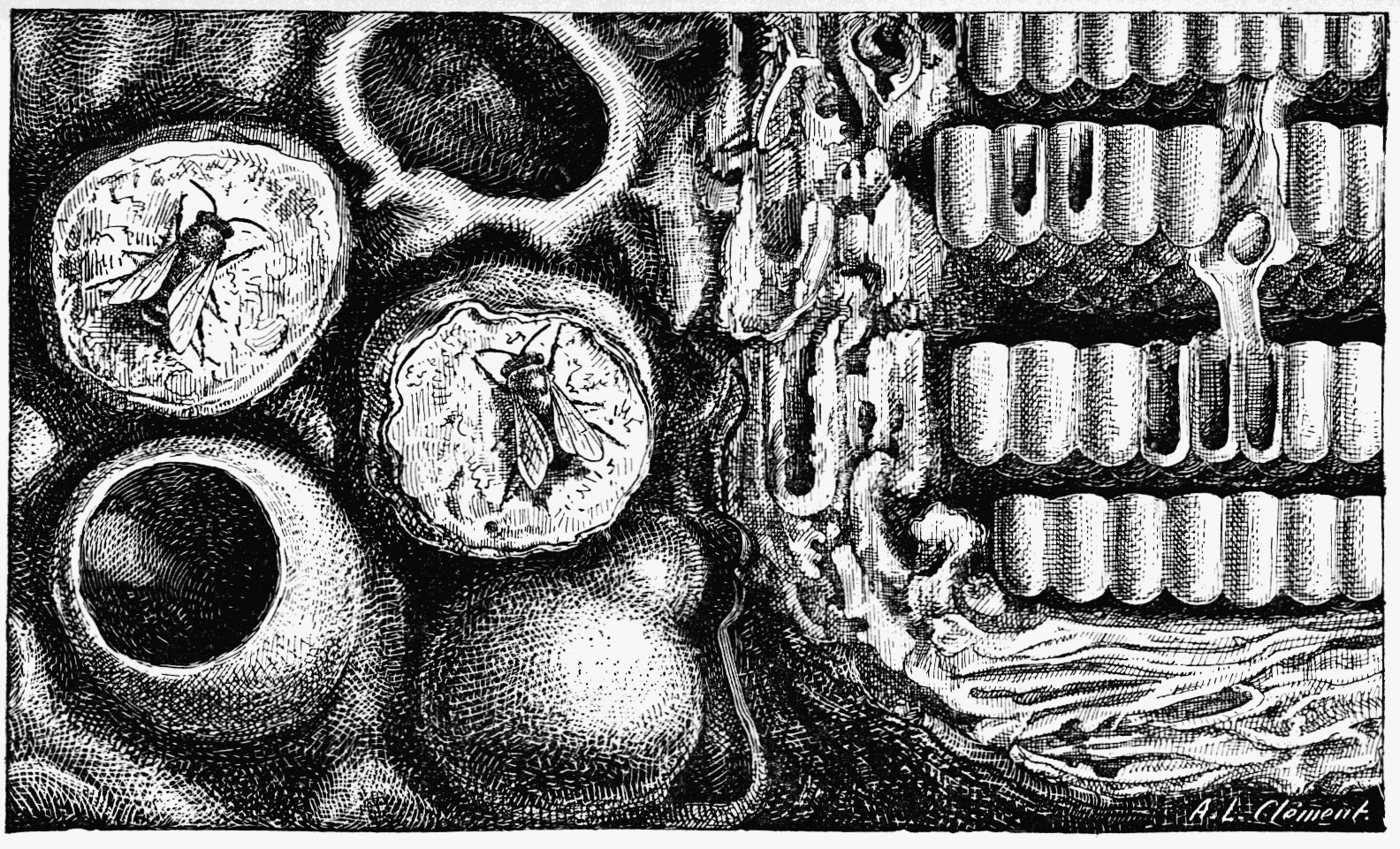 nid_melipone©ProjectGutenberg