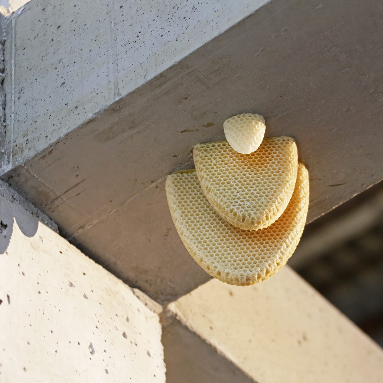 metaboles_c2a9f.kolandjian35