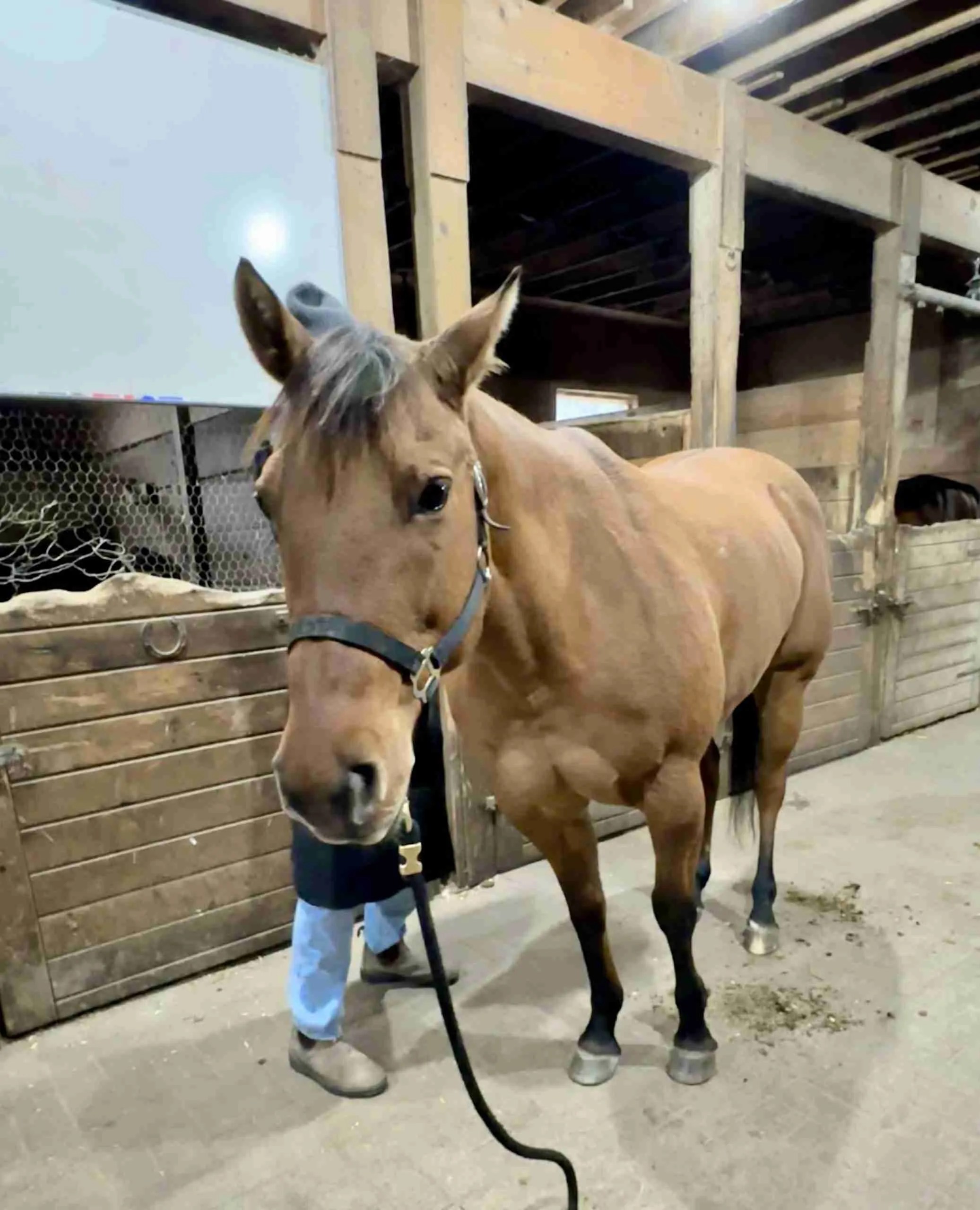 A brown horse with a black halter stands in a stable, gazing at the camera. In the backdrop of this serene scene, reminiscent of Counselling Alliston settings, are wooden stalls and a person wearing blue jeans and brown boots partially visible.
