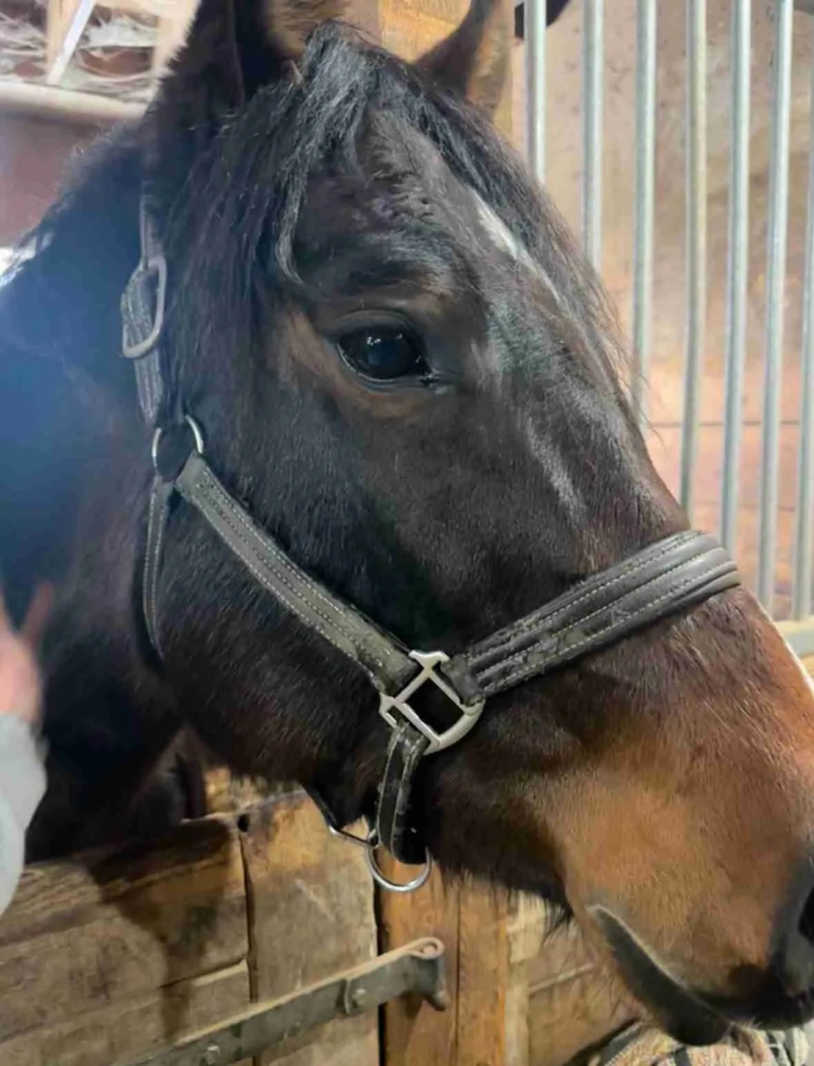 Close-up of a dark brown horse with a bridle, looking to the right. The horse is in a wooden stable with metal bars in the background. A person’s hand, perhaps visiting for Bolton therapy, gently touches its neck, suggesting a calming connection between human and animal.