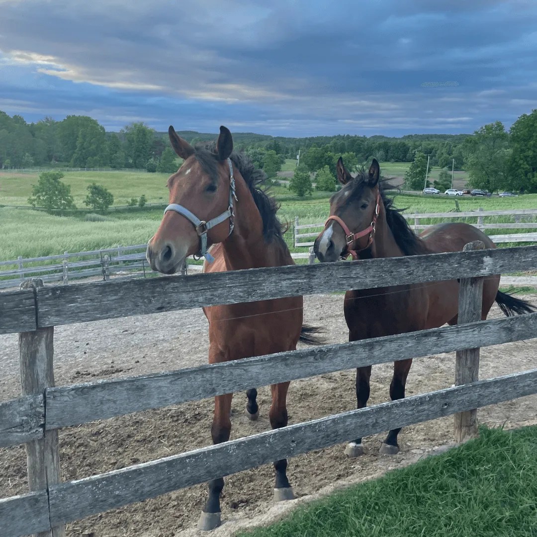 Two brown horses stand side by side behind a wooden fence, gazing at the camera in a serene rural setting with green fields and a cloudy blue sky. Their calm presence is almost as soothing as Bolton therapy, offering peace in natures own counselling session.
