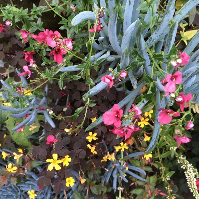 Wooly Pockets in Bloom