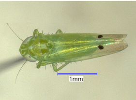 HUSA Feb 17 2026 – Leafhopper Quarantine