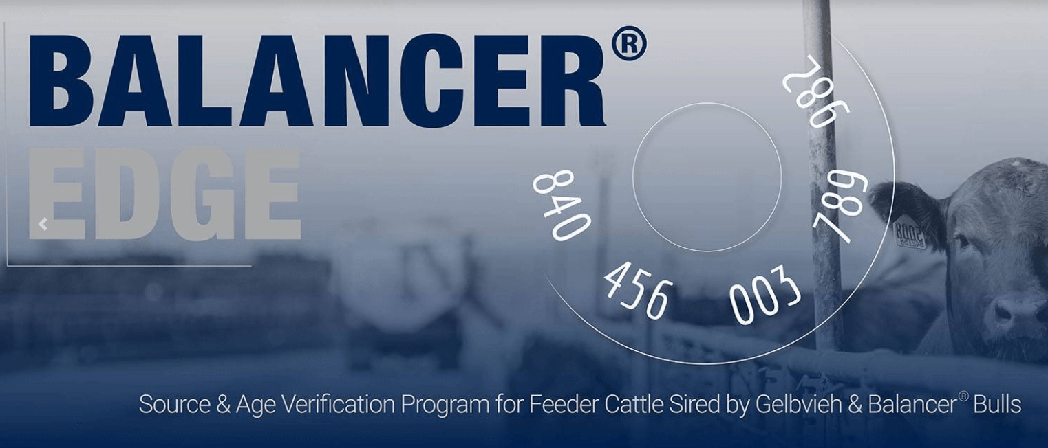 Upcoming Gelbvieh Sales