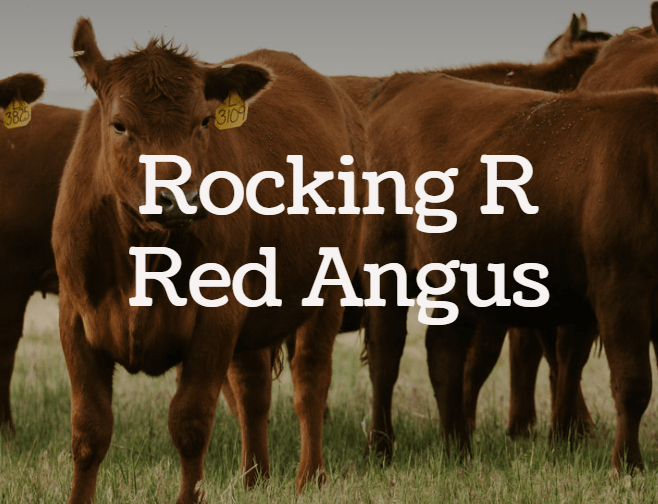 Dan Reardon of Rockin R Red Angus