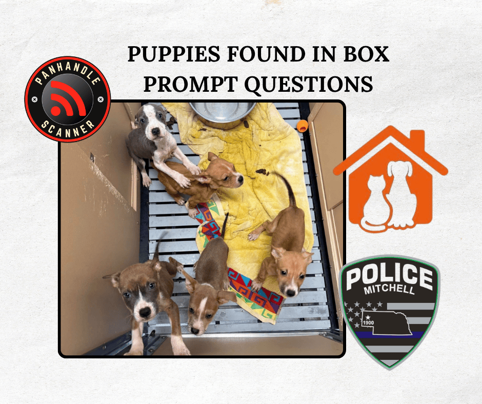 Puppies Found in Box Prompt Questions
