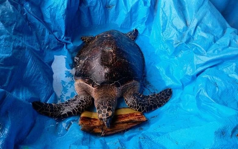 Coastal communities urged to help as hawksbill turtle rescued in NegOr