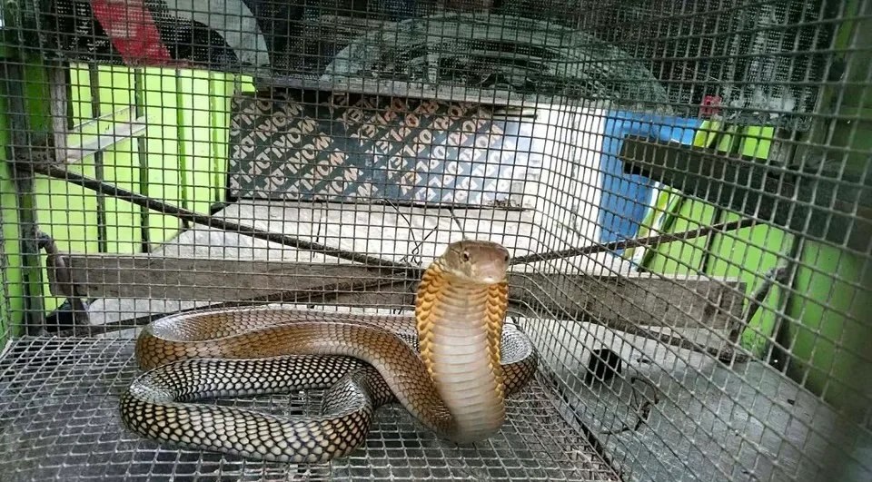Philippine cobra turned over to DENR in San Carlos
