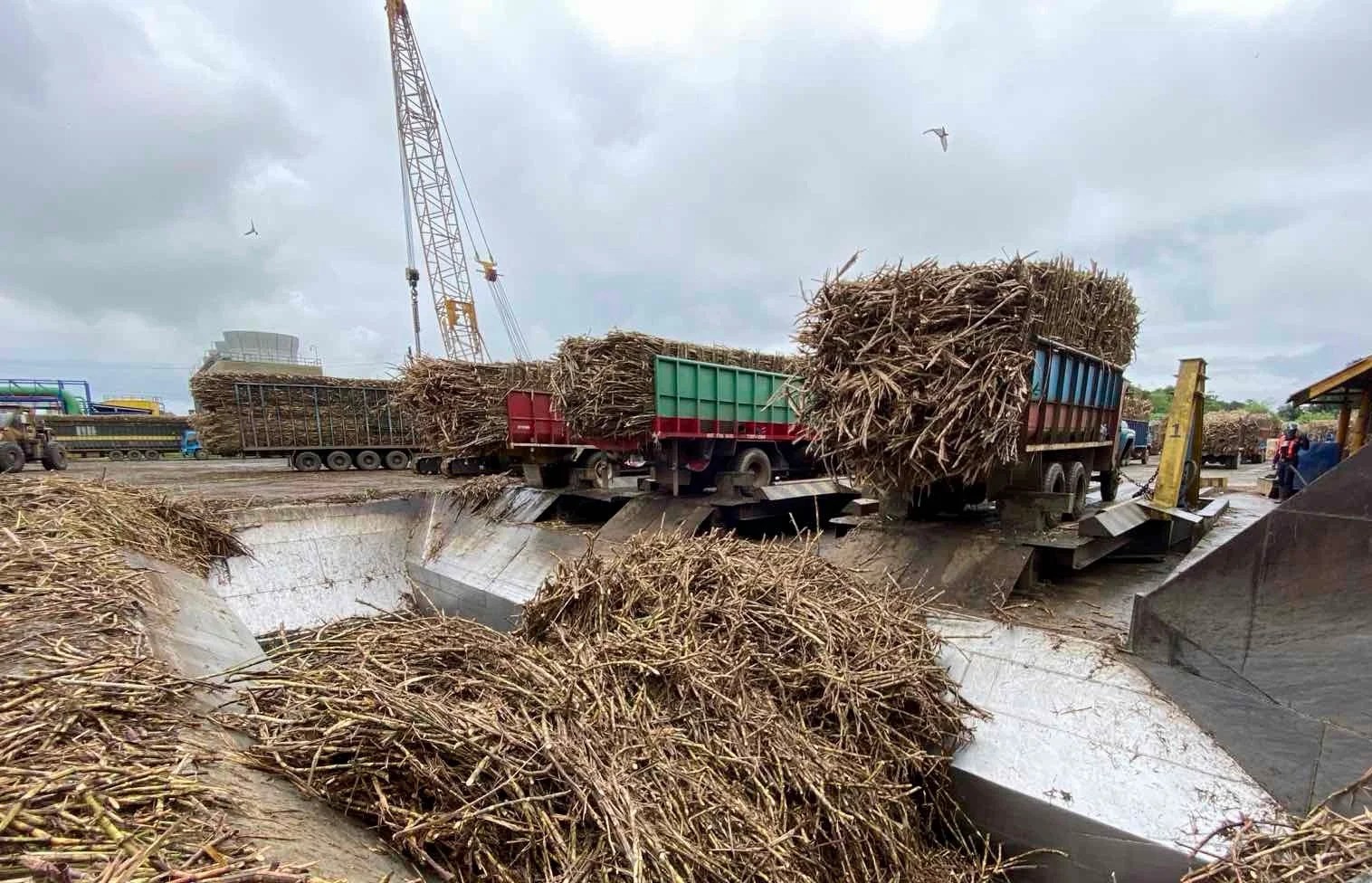 Sugar Council, two labor groups welcome DA policy on sugar importations 