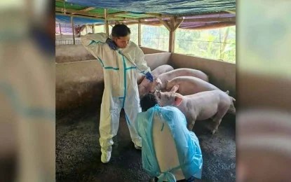 9 Bais City barangays now ASF-affected as virus spreads in NegOr