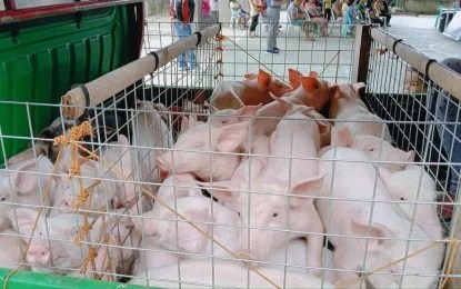 Over 500 pigs culled in NegOr to contain ASF spread