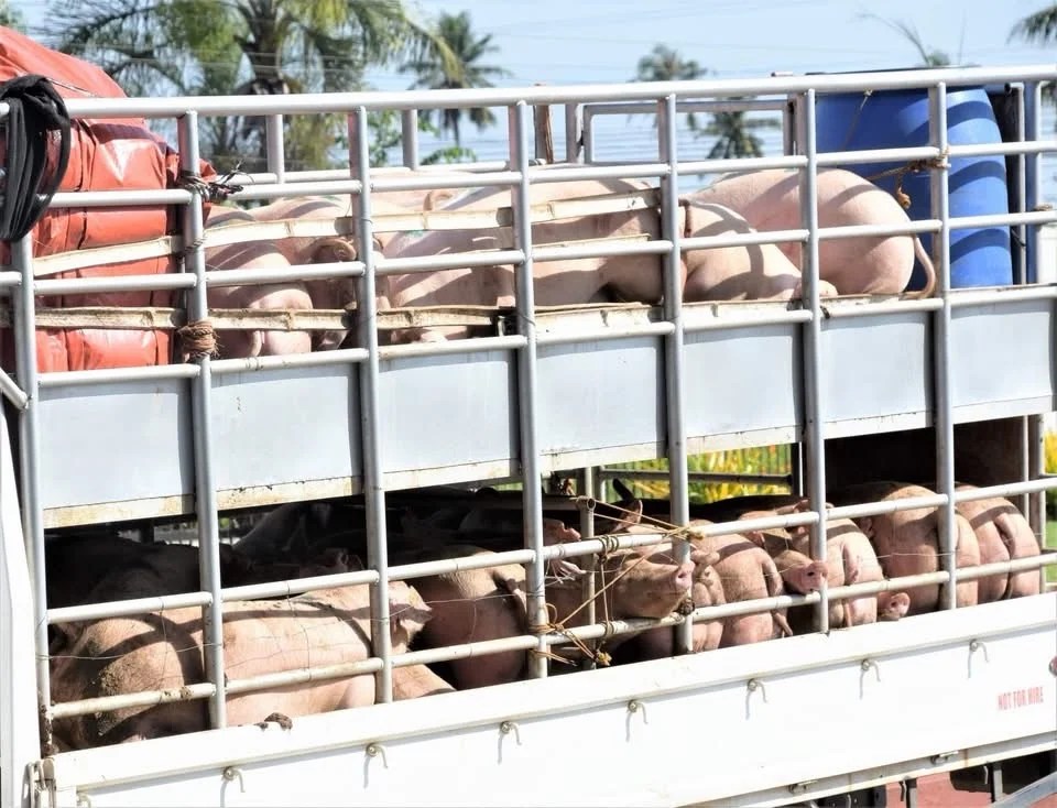 NegOcc resumes hog exports to Iloilo