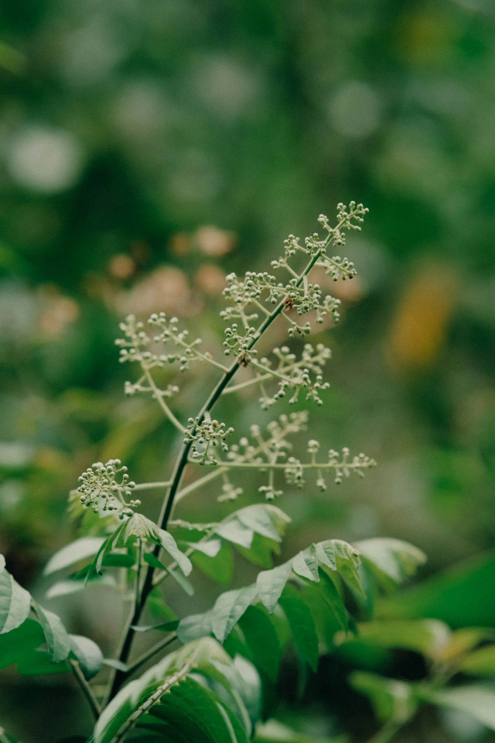 Neem Tree Importance in Human life1 Digiknowledge