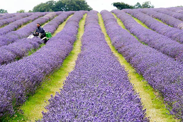 Gratis Scarica immagini Lavanda Lavandula Laminaceae ultima saluti
