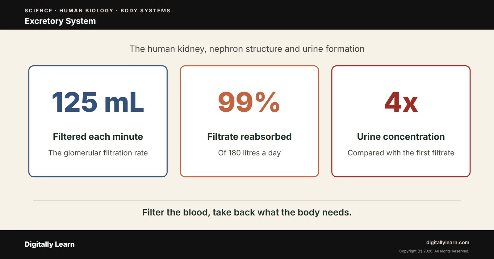 Excretory System: Human Kidney, Nephron Structure and Urine Formation