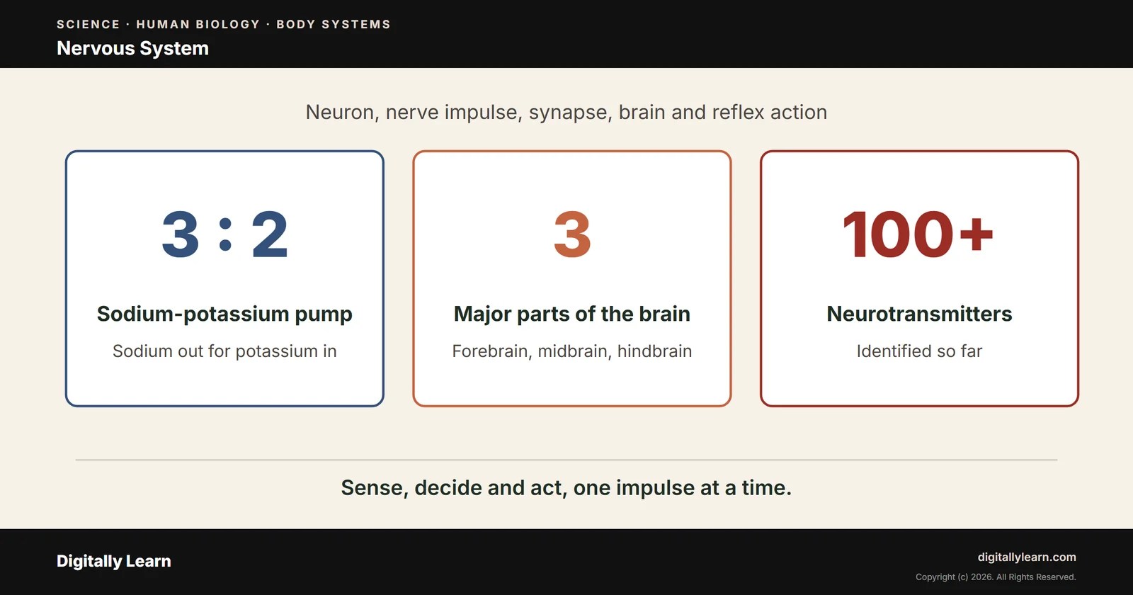 Nervous System: Neuron, Nerve Impulse, Human Brain and Reflex Action