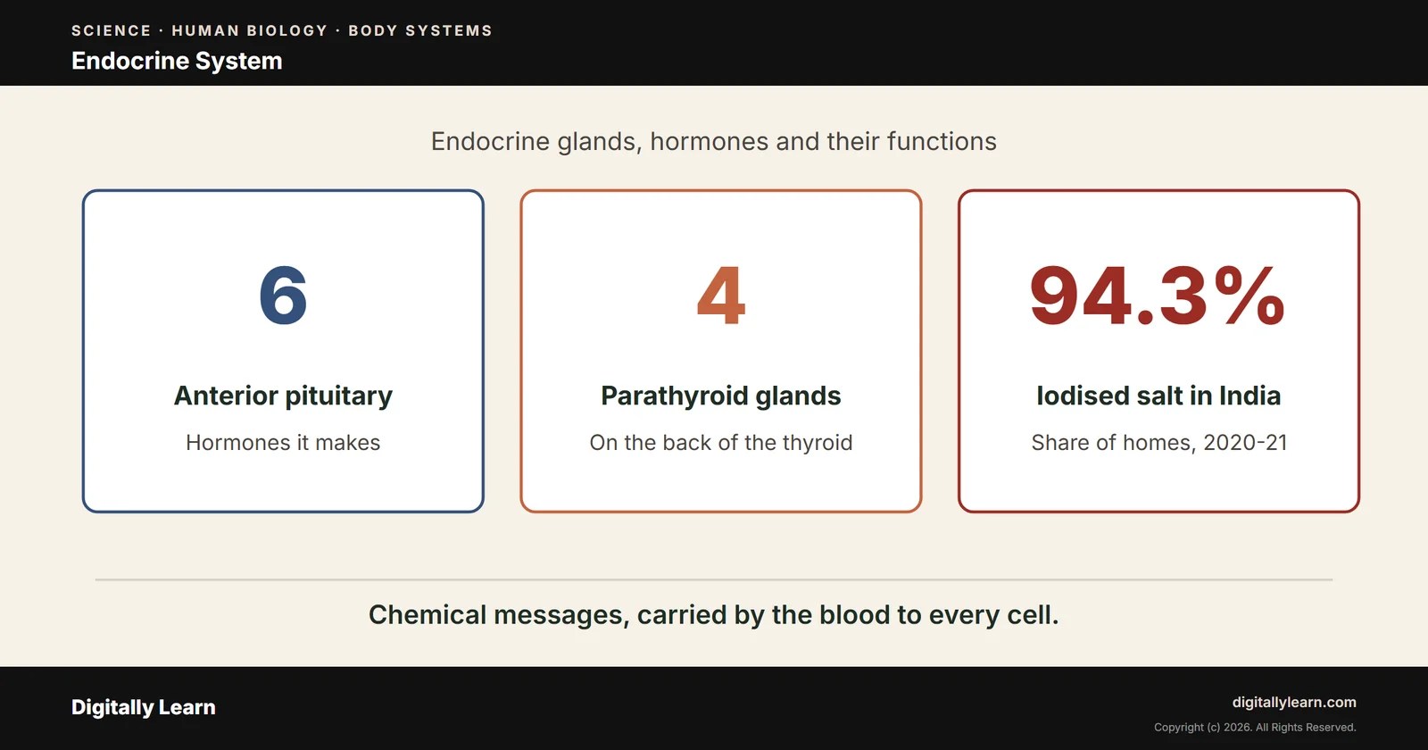 Endocrine System: Endocrine Glands, Hormones and Their Functions