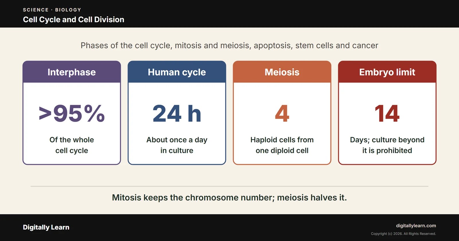 Cell Cycle and Cell Division: Mitosis, Meiosis, Stem Cells and Cancer