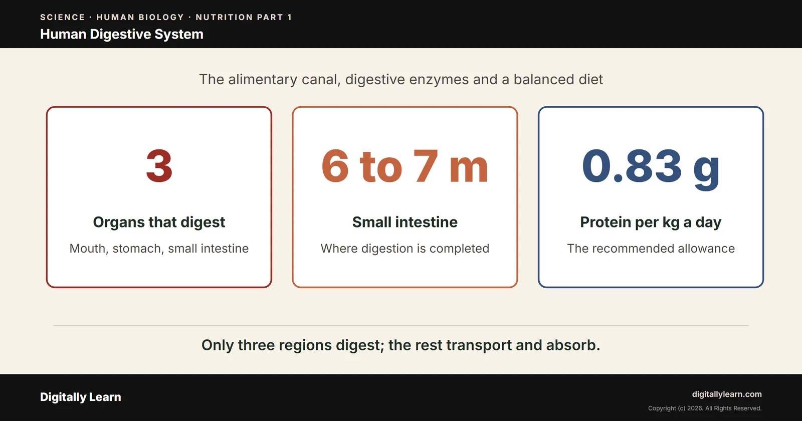 Human Digestive System: Alimentary Canal, Digestive Enzymes and Balanced Diet