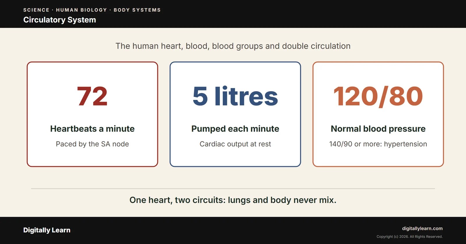 Circulatory System: Human Heart, Blood, Blood Groups and Double Circulation