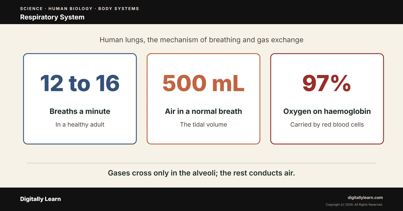 Respiratory System: Human Lungs, Mechanism of Breathing and Gas Exchange