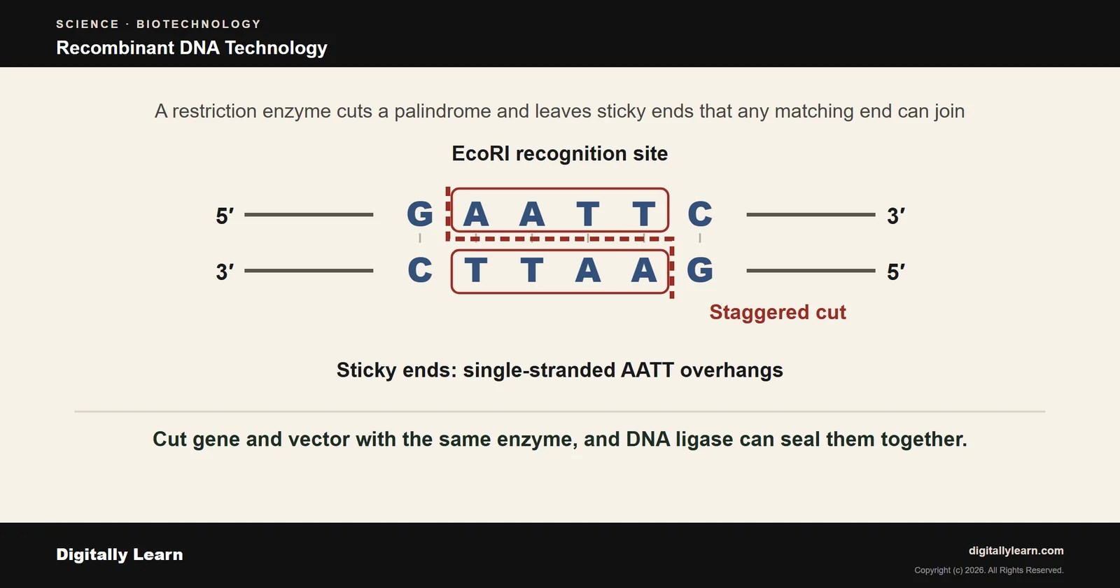 Recombinant DNA Technology: Tools, PCR, DNA Fingerprinting and CRISPR