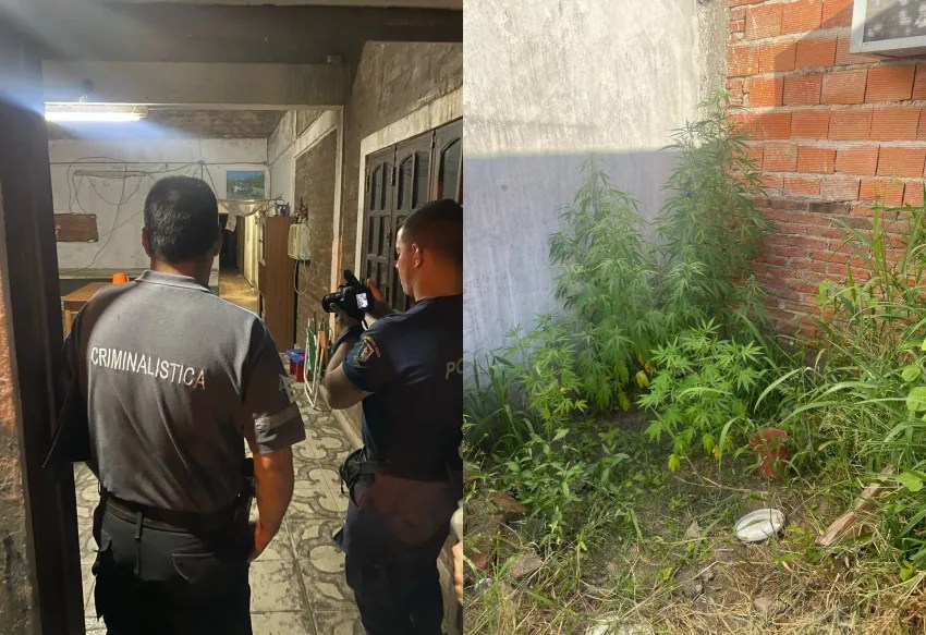 La Liguria: llamaron al 911 por maltrato familiar y terminaron secuestrando una plantación de marihuana