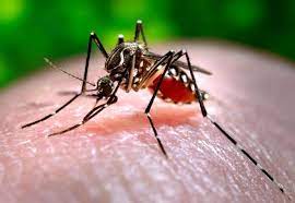 Dengue, que es, como se contagia, como se trata, cuidados y paliativos