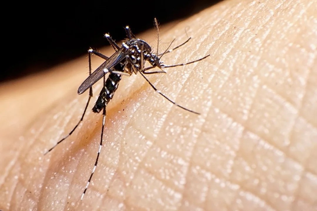 Dengue: 14 provincias argentinas presentan «circulación viral»