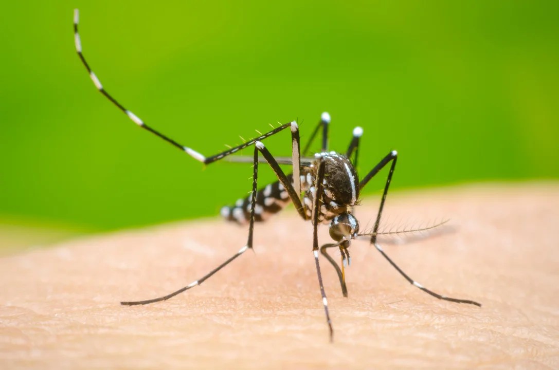 Peligro dengue: los contagios crecen en Buenos Aires, Córdoba y Rosario, las ciudades más afectadas