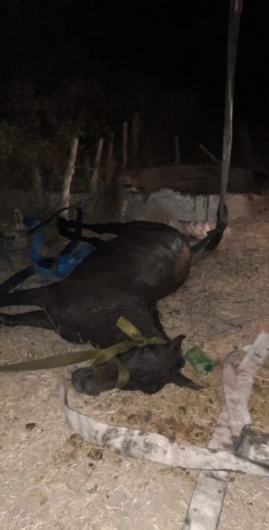 Rescataron a un caballo que había caído a un pozo