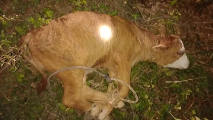 Arrojó un ternero vivo desde su auto e intentó escapar: lo detuvieron