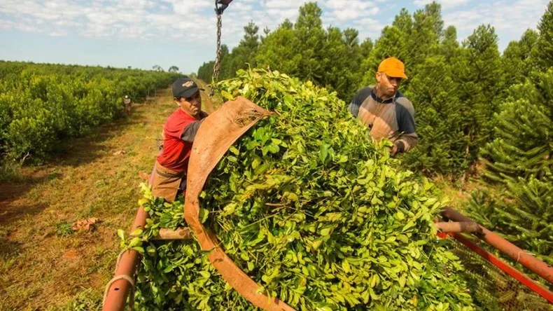 La crisis de los yerbateros: advierten que el sector «estará muerto» por las políticas del Gobierno