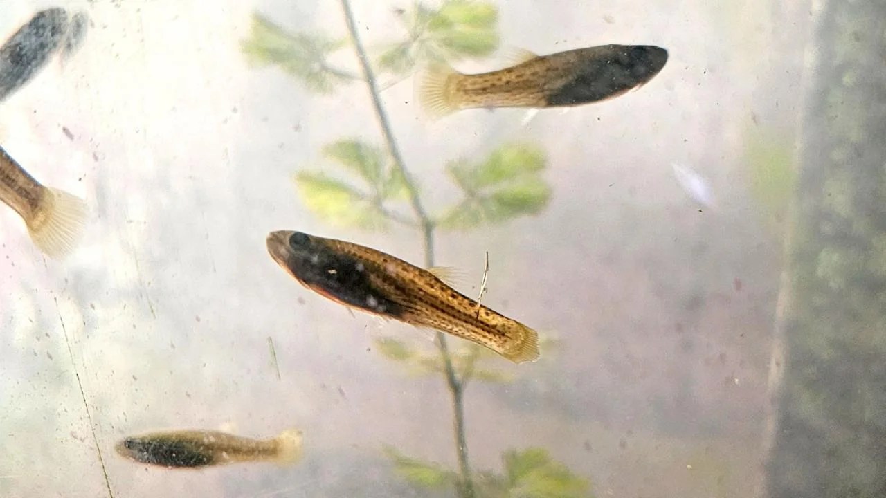 Peces gratis contra el dengue: la novedosa iniciativa de la UBA