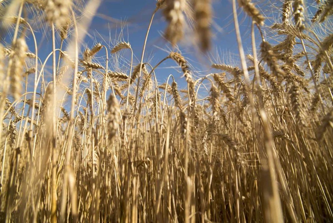 El Gobierno extiende la baja de retenciones para el trigo y la cebada pero deja afuera a la soja