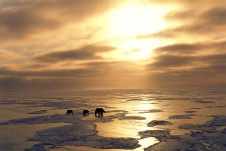 Three polar bears walking across a frozen landscape with patches of ice, illuminated by a soft golden light from the setting sun. The sky is filled with clouds, creating a serene yet stark atmosphere.