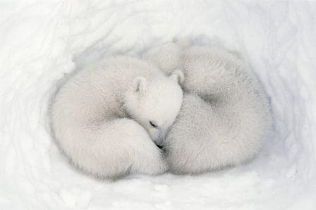 Two fluffy polar bear cubs curled up close together in a snug, white snow den, their soft fur blending seamlessly with the surrounding snow.