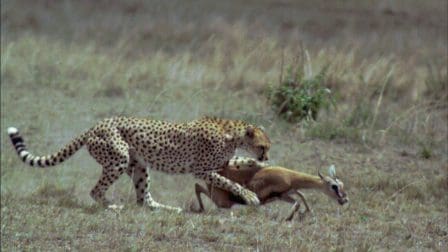 A cheetah in mid-chase captures a gazelle on an open grassland, highlighting the intensity of the hunt and the natural dynamics of the savanna ecosystem.