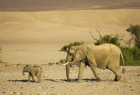 A mother elephant and her young calf walking together across a sandy landscape, with sparse vegetation and rolling hills in the background, illuminated by warm sunlight.