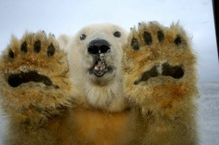 A close-up of a polar bear with its paws pressed against a glass surface, creating a striking image. The bear's white fur is accentuated, and its facial expression conveys curiosity as it looks directly at the viewer.