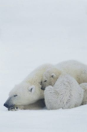 A mother polar bear resting on the snowy ground, with her cub snuggled closely beside her. Both bears have thick white fur blending with the icy landscape.
