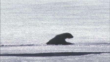 A silhouette of a polar bear emerging from icy waters, surrounded by a snowy landscape. The shimmering surface of the frozen sea reflects light in the background, creating a stark contrast with the dark outline of the bear.
