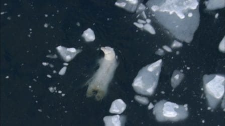 A polar bear swimming in dark ocean water surrounded by floating ice chunks. Its white fur contrasts against the dark water and the ice, highlighting the harsh Arctic environment.