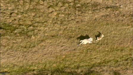 An aerial view of a white horse and a deer running across a grassy landscape, both moving swiftly with long shadows cast on the ground by the sunlight.